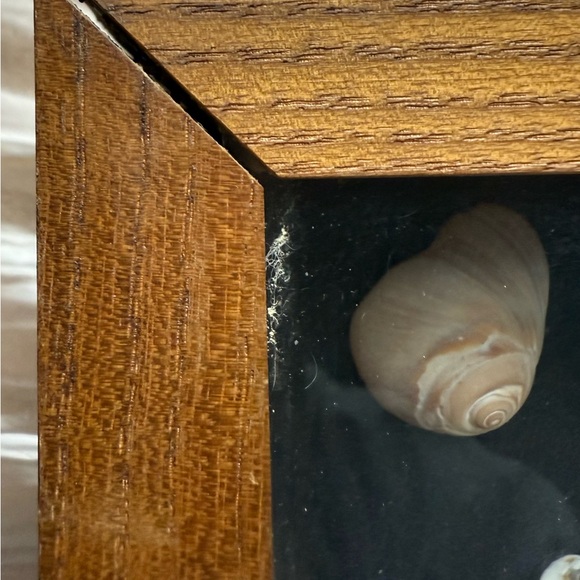 🐚 Framed Shadow Box Seashell and Starfish Collection - Picture 5 of 6